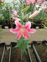 [4209 Lodi No01.JPG]